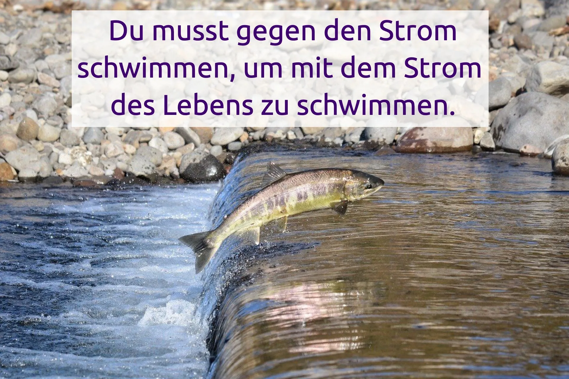 Du musst gegen den Strom schwimmen, um mit dem Strom des Lebens zu schwimmen.